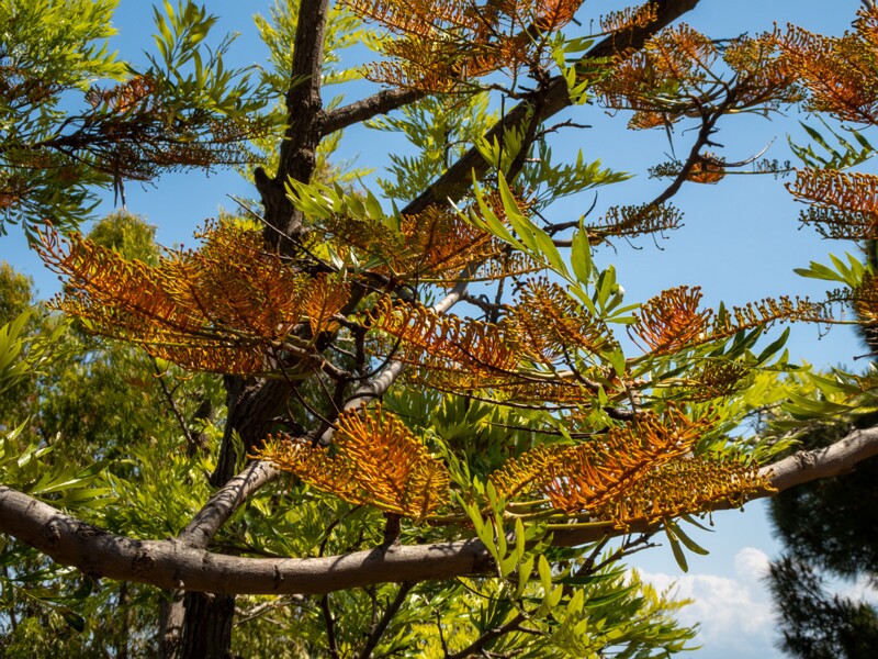 Grevillea robusta  2025-05-17 1-1
