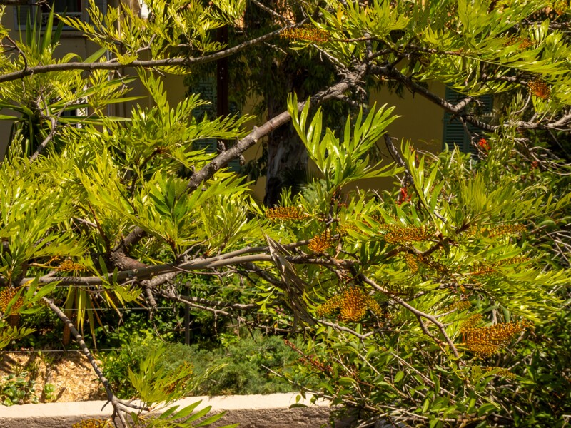 Grevillea robusta  2025-05-17 1-11