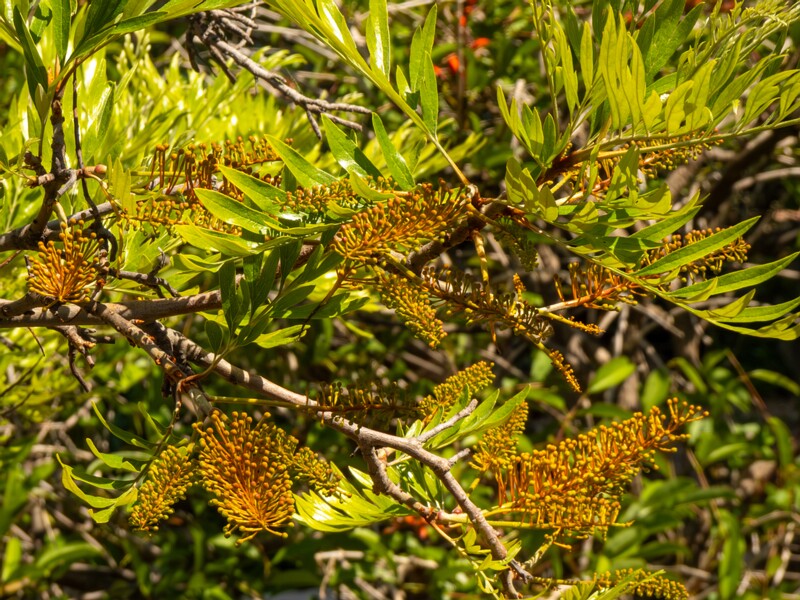 Grevillea robusta  2025-05-17 1-12