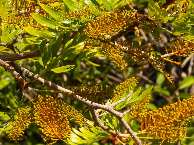Grevillea robusta  2025-05-17 1-13