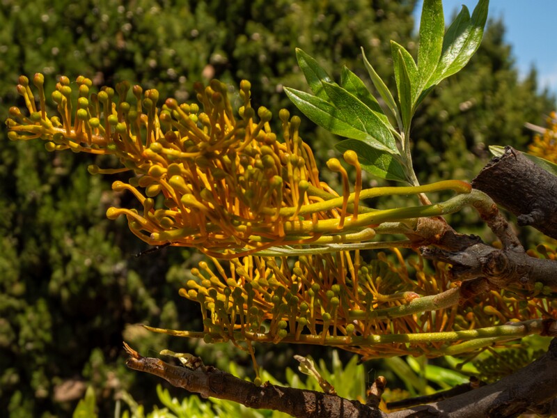 Grevillea robusta  2025-05-17 1-3