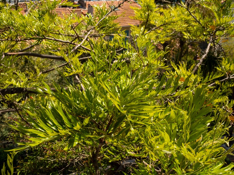 Grevillea robusta  2025-05-17 1-7