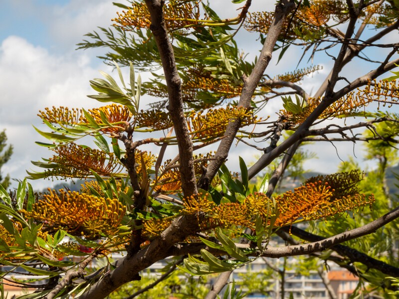 Grevillea robusta  2025-05-17 1-8