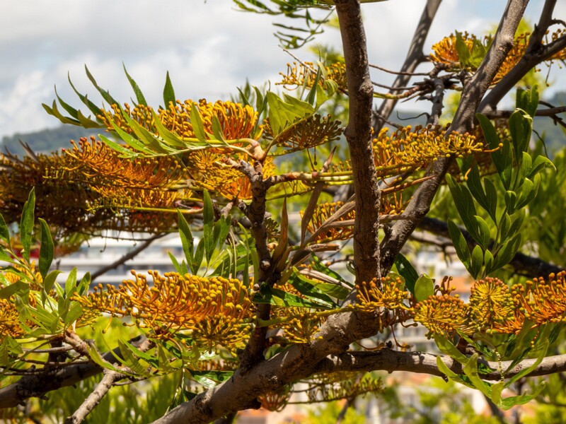 Grevillea robusta  2025-05-17 1-9