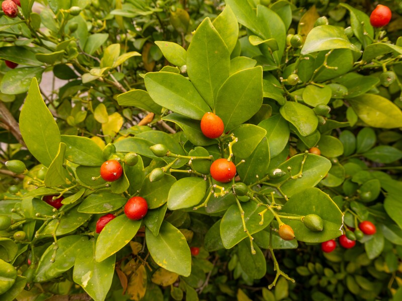 Murraya paniculata  2025-05-16 1-1