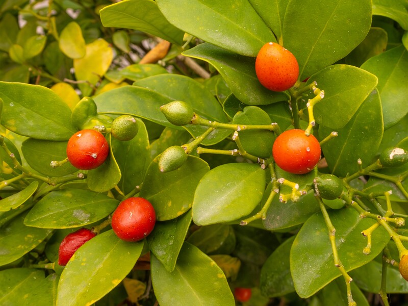 Murraya paniculata  2025-05-16 1-2