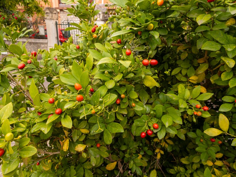 Murraya paniculata  2025-05-16 1-3