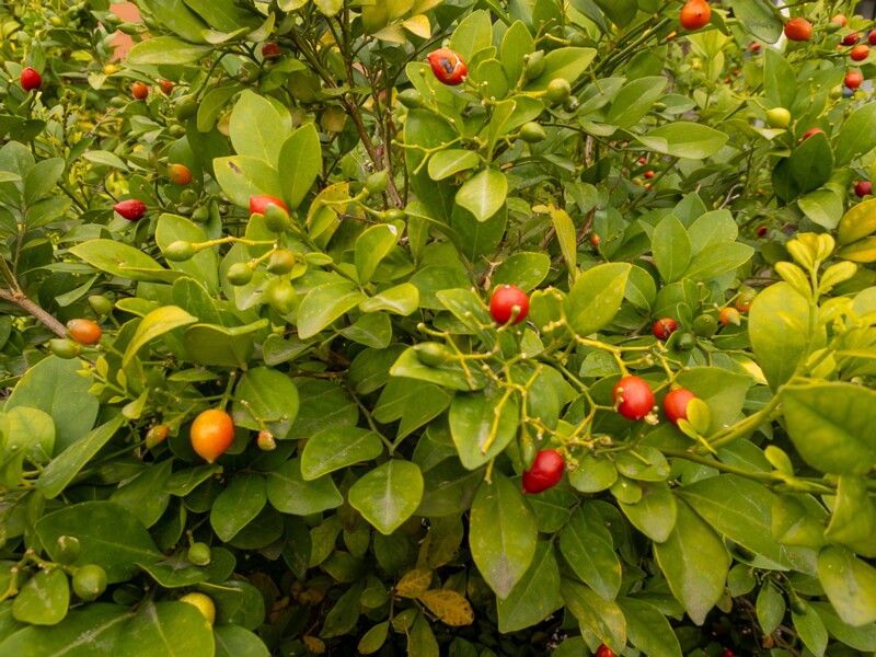 Murraya paniculata  2025-05-16 1-4