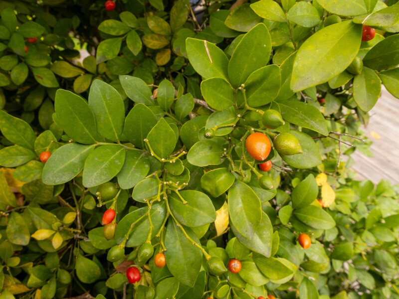 Murraya paniculata  2025-05-16 1-5