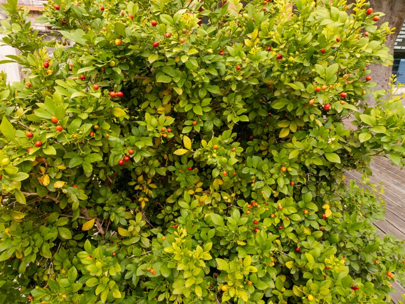 Murraya paniculata  2025-05-16 1-6