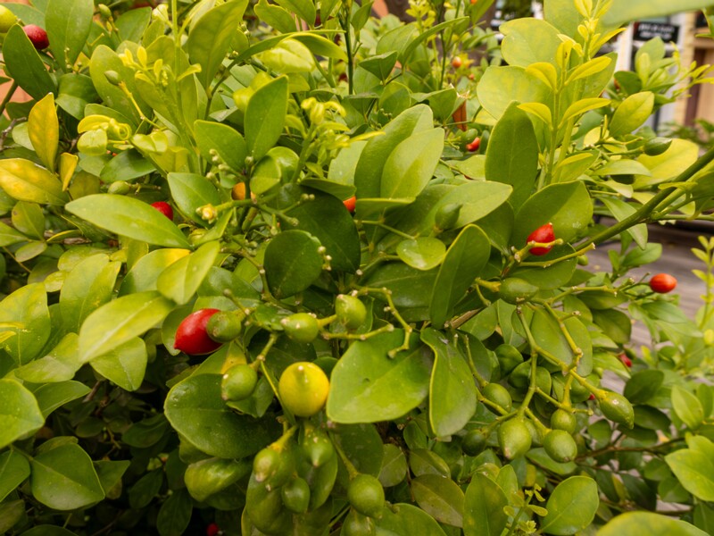 Murraya paniculata  2025-05-16 1-7