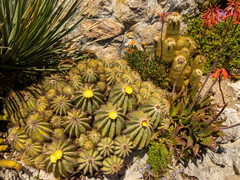 Parodia magnifica  2025-05-15 1-1