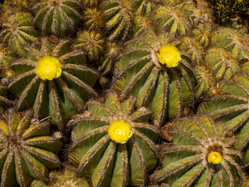 Parodia magnifica  2025-05-15 1-2