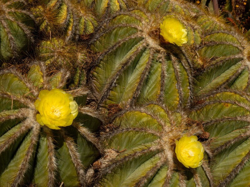 Parodia magnifica  2025-05-15 1-3