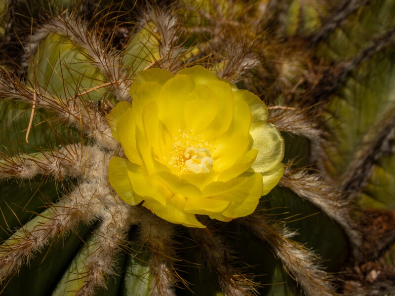 Parodia magnifica  2025-05-15 1-4