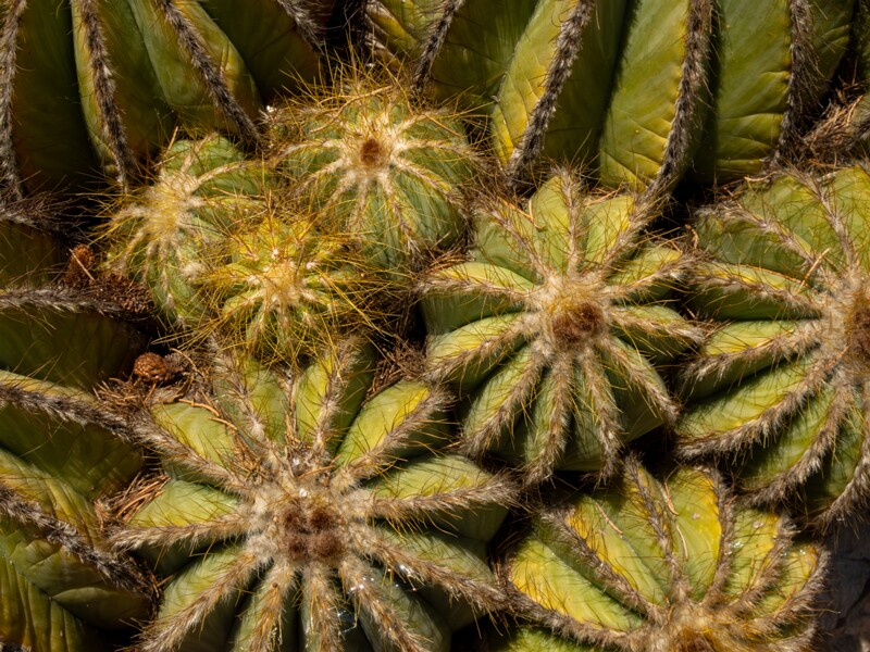 Parodia magnifica  2025-05-15 1-5