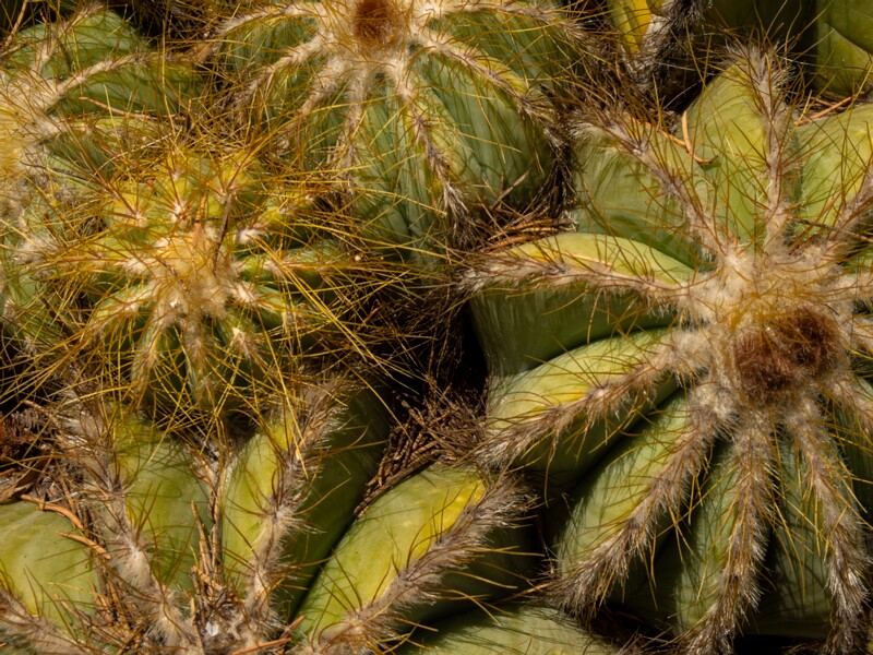 Parodia magnifica  2025-05-15 1-6