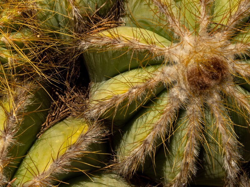 Parodia magnifica  2025-05-15 1-7