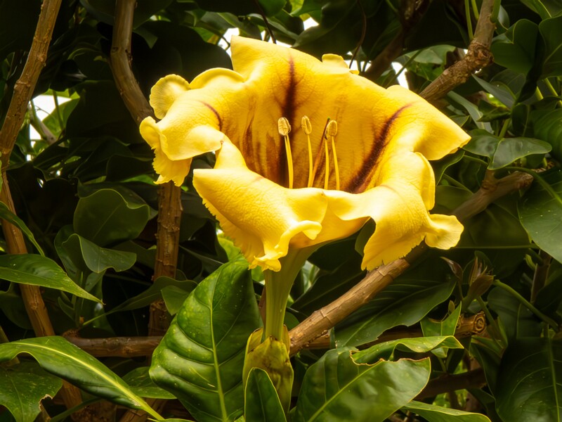 Solandra maxima  2025-05-16 1-1