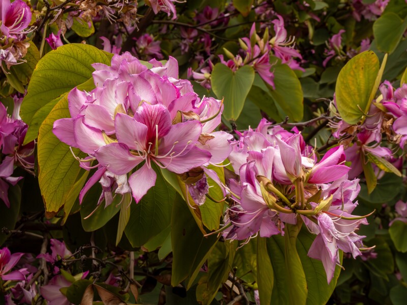 lat. Bauhinia × blakeana