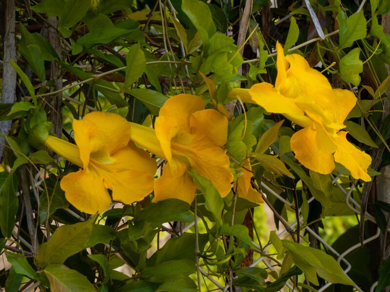 lat. Dolichandra unguis-cati