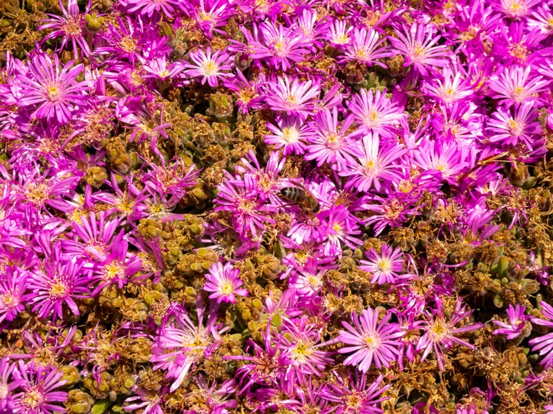 lat. Drosanthemum floribundum