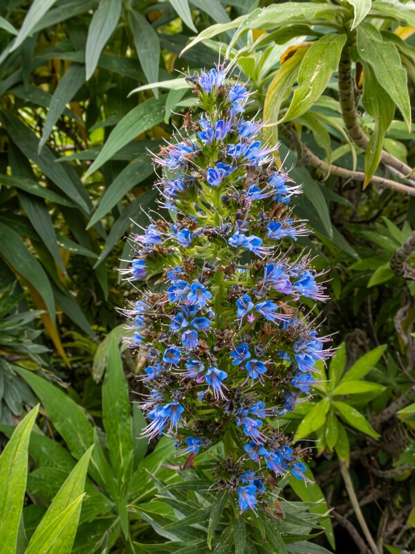 lat. Echium candicans