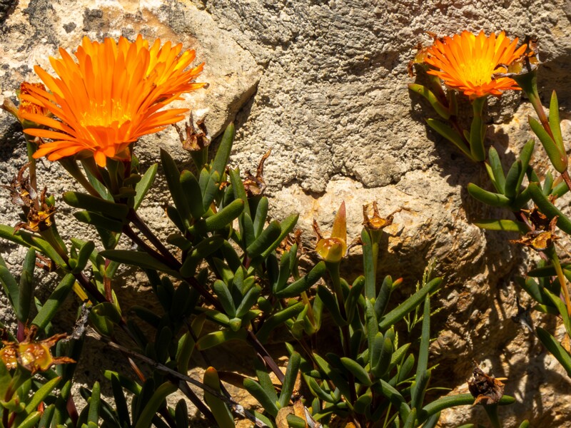 lat. Lampranthus glaucoides
