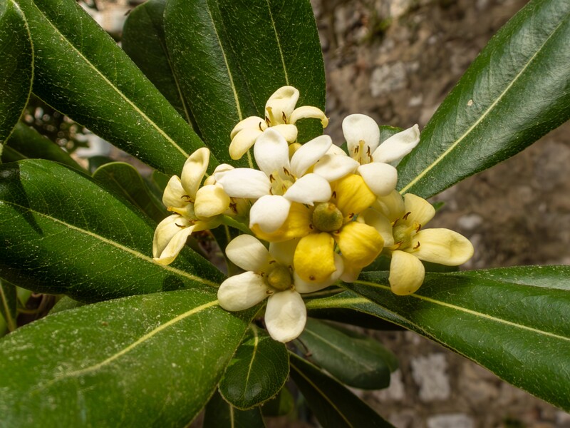 lat. Pittosporum tobira