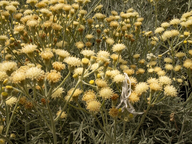 lat. Senecio viravira