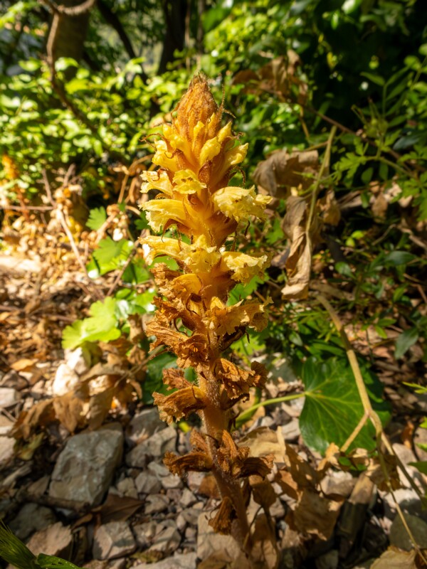 Flora of Provence-Alpes-Cote d'Azur